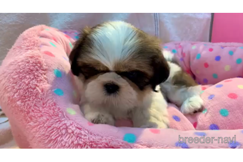 成約済の東京都のシーズー-195341の3枚目